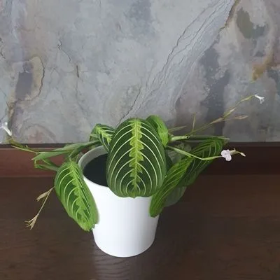Maranta Lemon Lime · 3