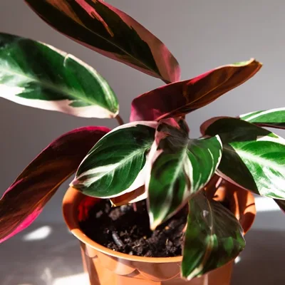 Stromanthe sanguinea Triostar · 2