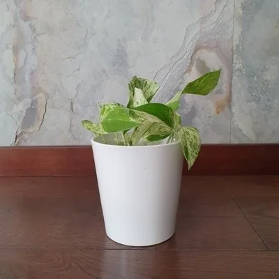 Epipremnum aureum Snow queen · 2