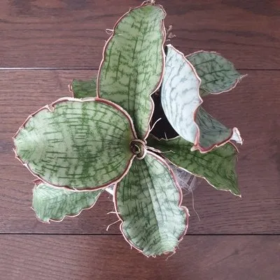 Sansewieria kirkii Silver Blue · 3