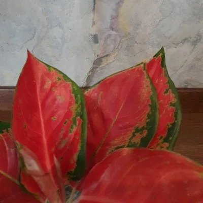 Aglaonema Red Elephant · 2