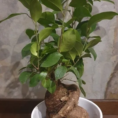 Ficus retusa (F. microcarpa) -BONSAI · 2