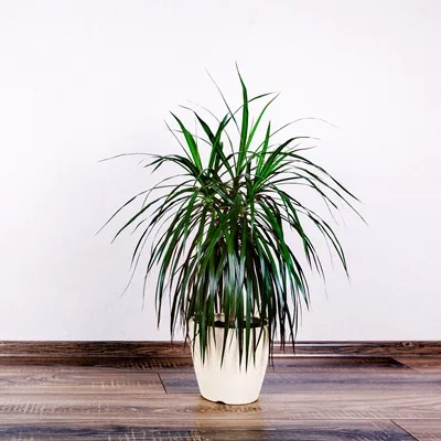Dracaena marginata Magenta · 1