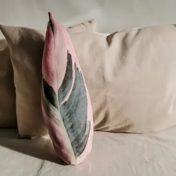 Veliūrinė pagalvėlė, Stromantė