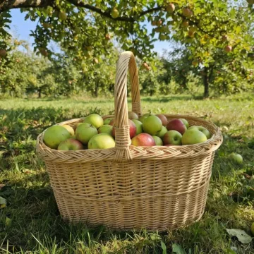 Pikniko pintinė
