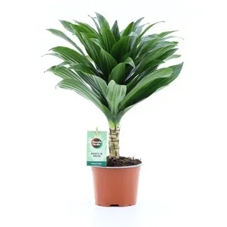 Vazoninis augalas Dracaena fragrans Janet Craig — 12Ø 40cm 1pp