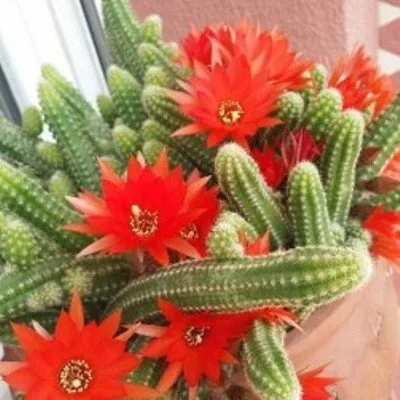 Chamaecereus silvestrii · 1