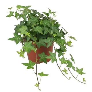 Vazoninis augalas Hedera helix green 13Ø 20cm