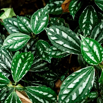 Pilea Cadierei · 2