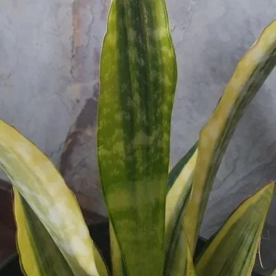 Sansevieria guinensis Variegata · 2