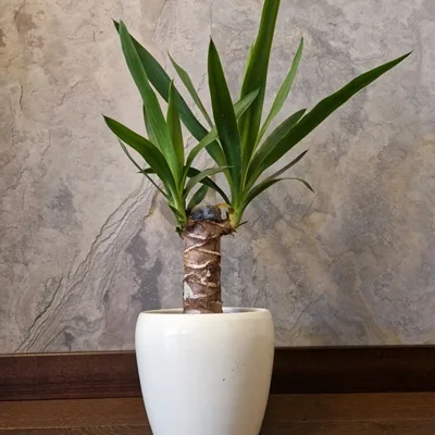 Yucca elephantipes · 3