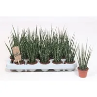 Vazoninis augalas SANSEVJERA (Sansevieria Fernwood Punk) 10,5Ø 30cm