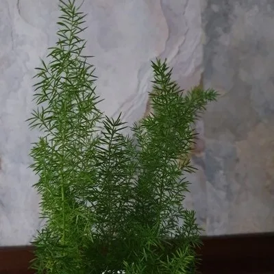 Asparagus densiflorus Meyers · 2
