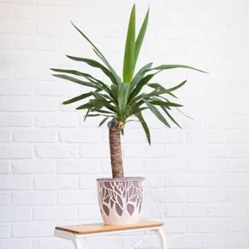 Yucca elephantipes