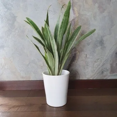 Sansevieria metallica Silver Siam · 1