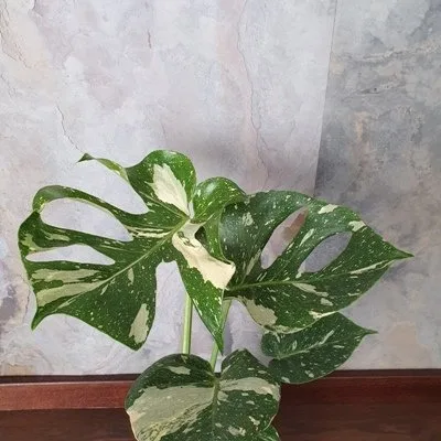 Monstera deliciosa Thai Constellation · 3