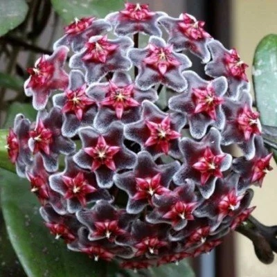 Hoya pubicalyx · 2