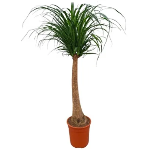 VIDUTINĖ NOLINA (BEAUCARNEA) — 140 cm. 27Ø