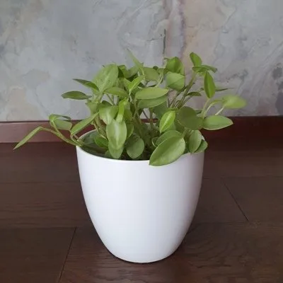 Peperomia orba Pixie Lime · 1
