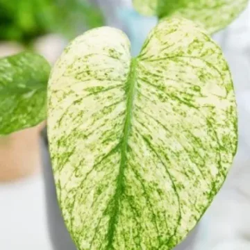 Monstera deliciosa Mint