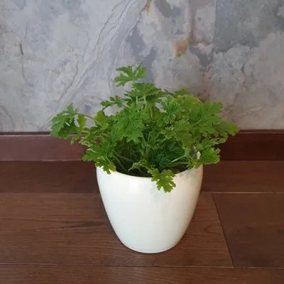 Geranium · 1
