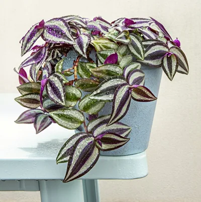 Tradescantia Pink Joy · 1