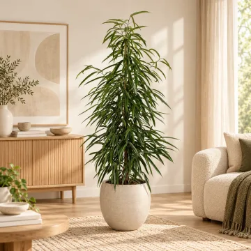 Ficus Alii King Column, 150 cm