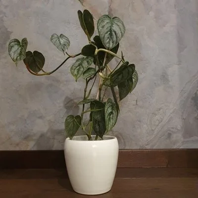 Philodendron brandtianum · 1
