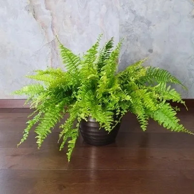 Nephrolepis Tiger · 1