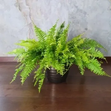 Nephrolepis Tiger