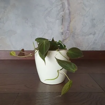Philodendron scandens Micans · 2
