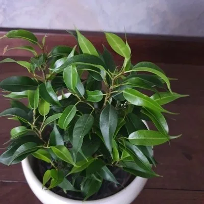 Ficus benjamina Green kinky · 3