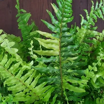 Nephrolepis Tiger · 3