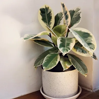 Ficus elastica Tineke · 1