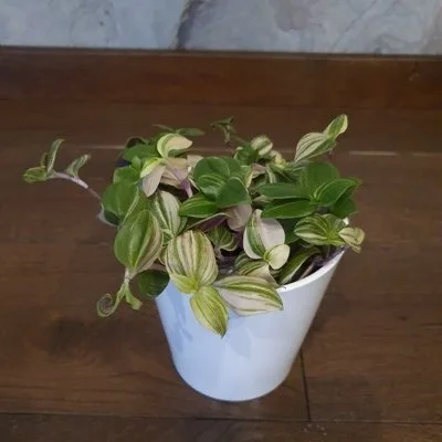 Tradescantia fluminensis Tricolor · 1