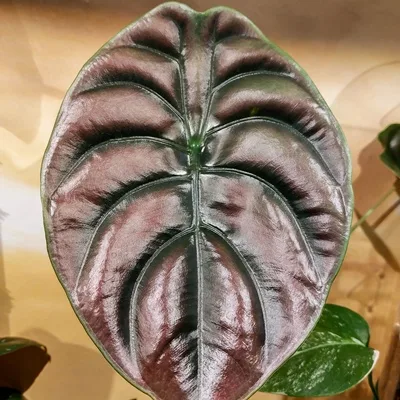 Alocasia cuprea Red Secret · 1