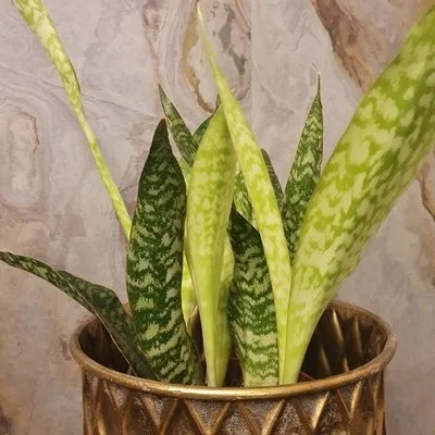 Sansevieria aubrytiana Dragon · 2