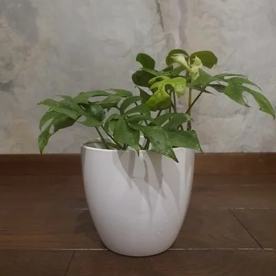 Monstera Minima · 1
