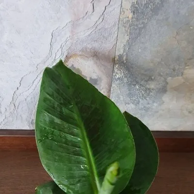 Musa Oriental Dwarf · 2