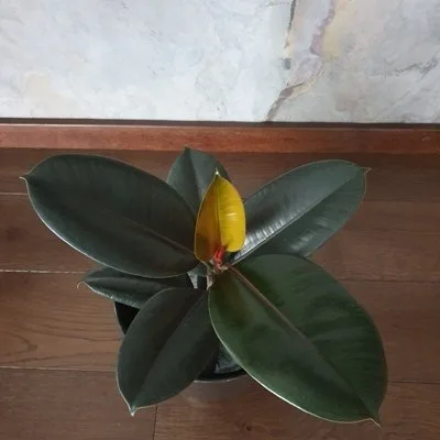 Ficus elastica Abidjan · 2