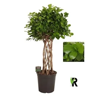 Vazoninis augalas Ficus microcarpa Moclame braided cylinder 27Ø 110cm 8pp
