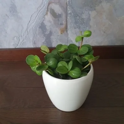 Peperomia tetraphylla Hope · 1