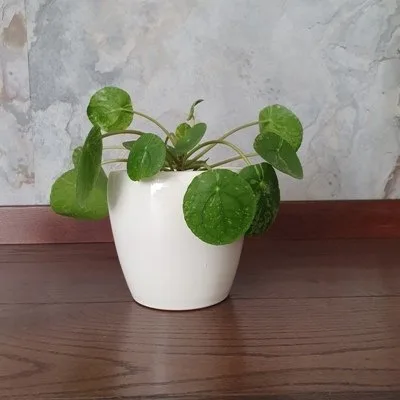Pilea Peperomioides Mojito · 3