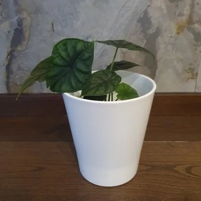 Alocasia Baginda Dragon scale · 2