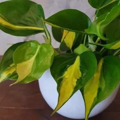 Philodendron scandens Brasil · 2
