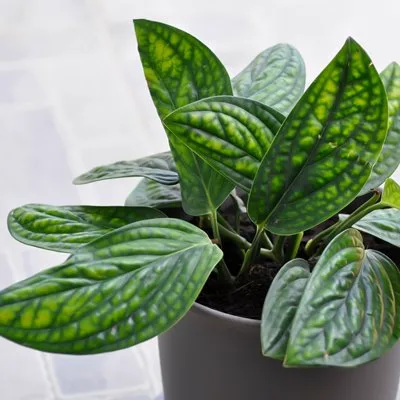 Monstera karstenianum · 1