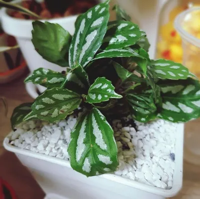 Pilea Cadierei · 3