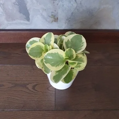 Peperomia Obtusifolia Variegata · 2