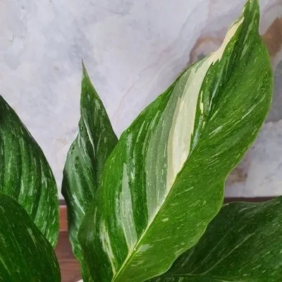Spathiphyllum Domino · 3
