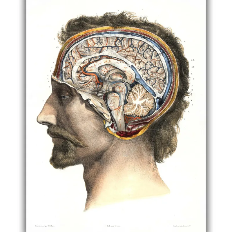 Reprodukcija „Smegenų anatomija“, Nicolas Henri Jacob